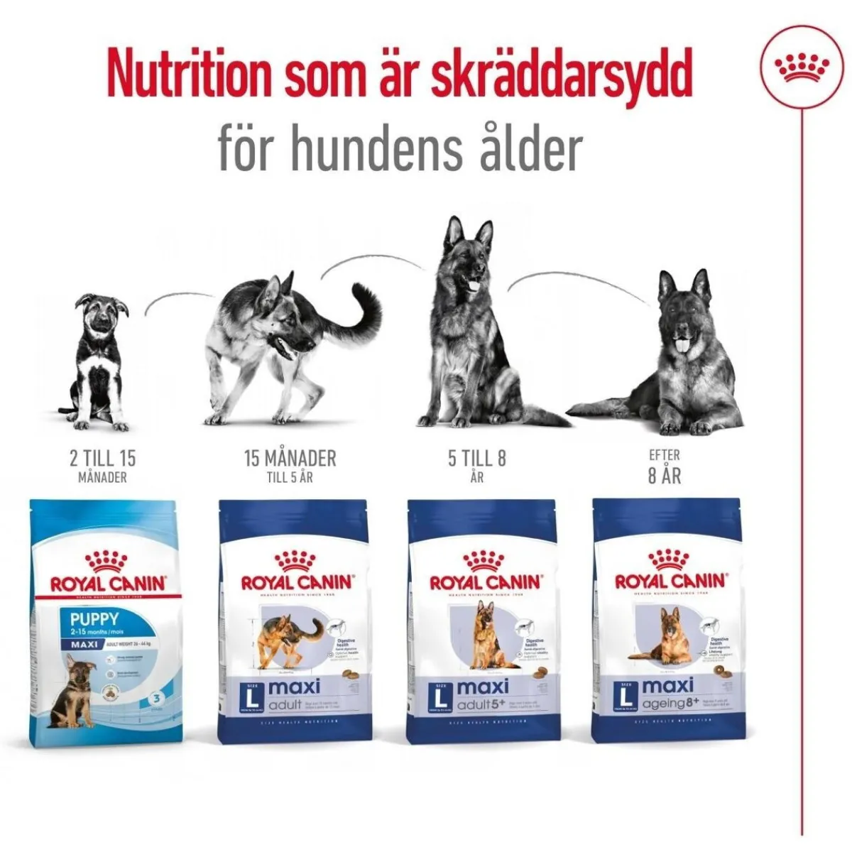 Royal Canin Koiran Kuivaruoka*Maxi Adult 2 x 15 kg
