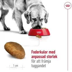 Royal Canin Koiran Kuivaruoka*Maxi Adult 2 x 15 kg