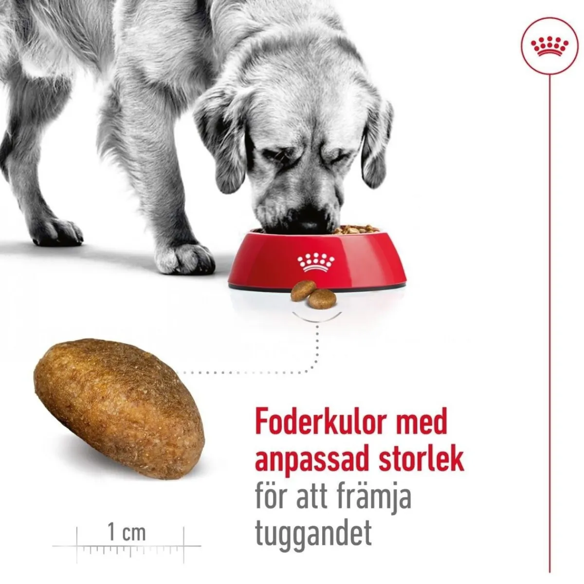 Royal Canin Koiran Kuivaruoka*Maxi Adult 2 x 15 kg