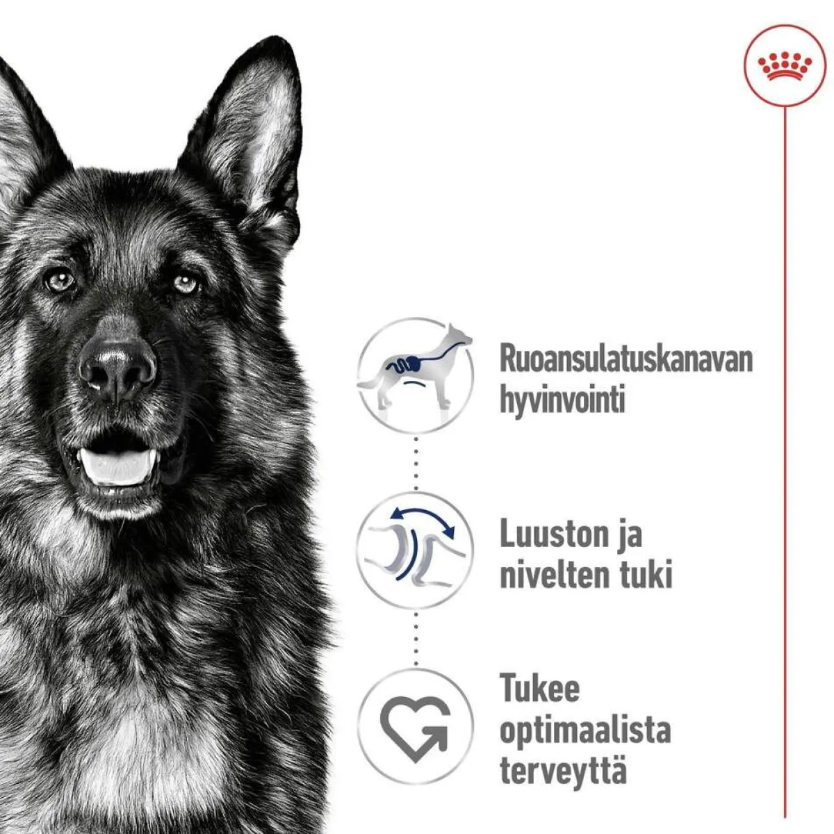 Royal Canin Koiran Kuivaruoka*Maxi Adult 2 x 15 kg