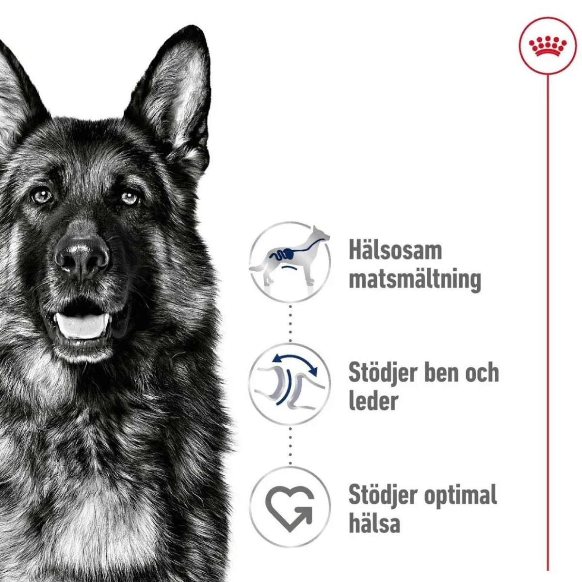 Royal Canin Koiran Kuivaruoka*Maxi Adult 2 x 15 kg