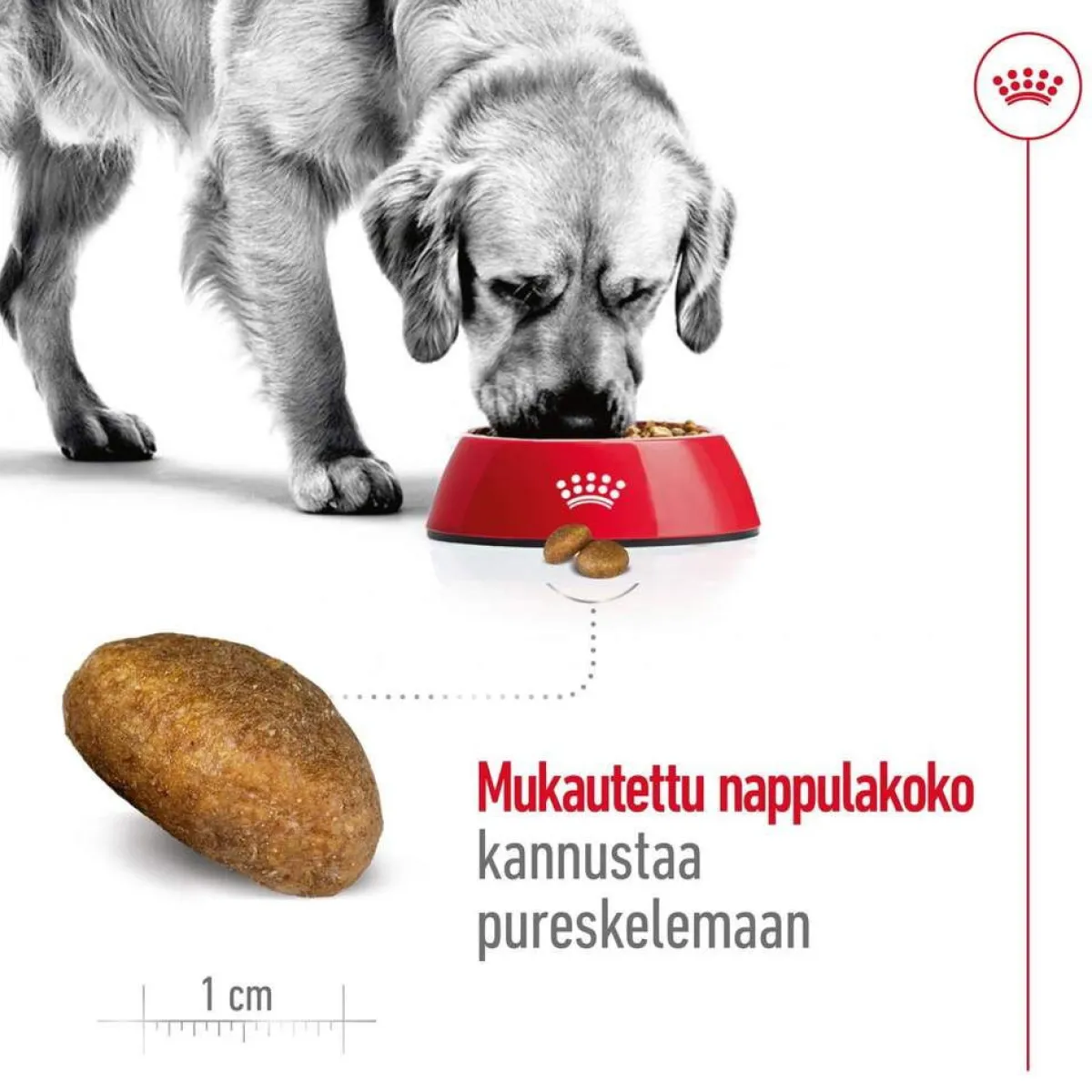 Royal Canin Koiran Kuivaruoka*Maxi Adult 2 x 15 kg