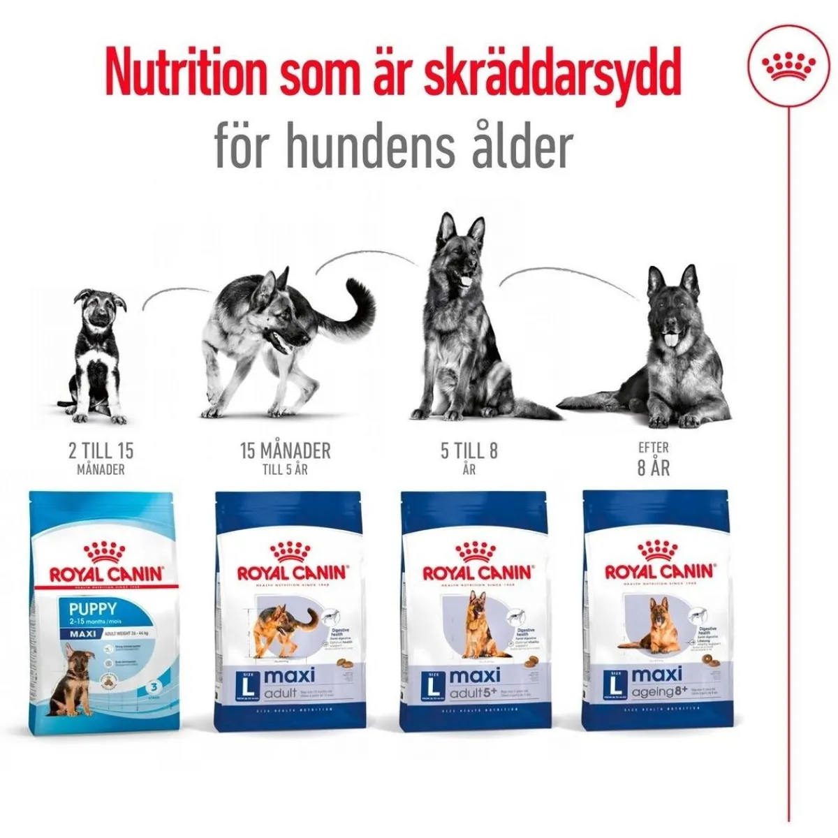 Royal Canin Koiran Kuivaruoka*Maxi Ageing 8+ 2 x 15kg