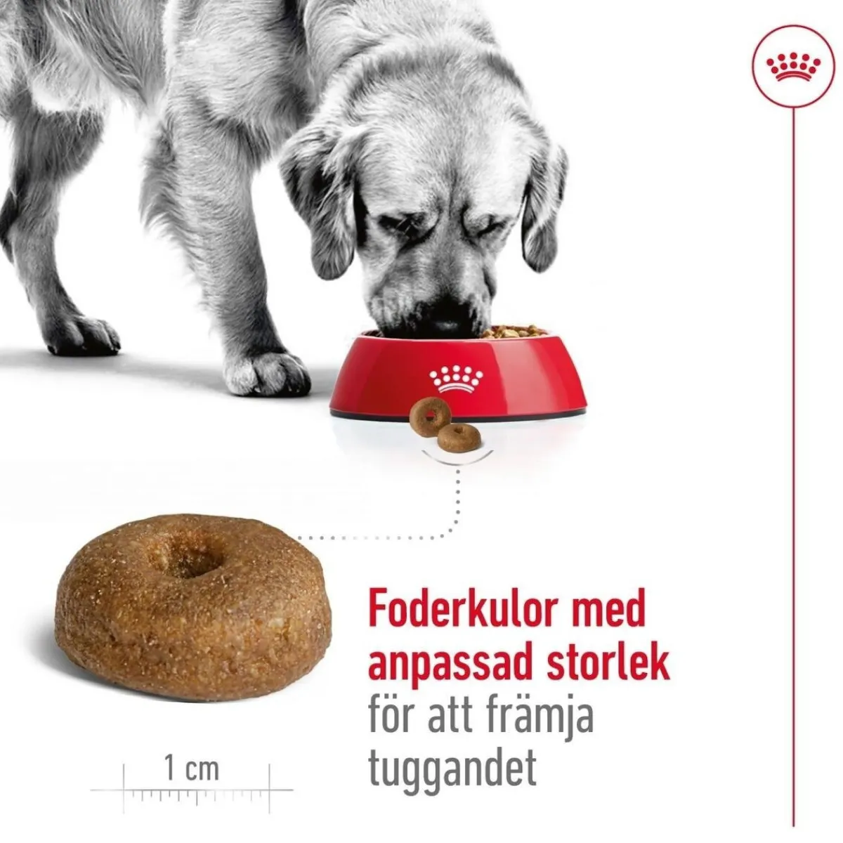 Royal Canin Koiran Kuivaruoka*Maxi Ageing 8+ 2 x 15kg