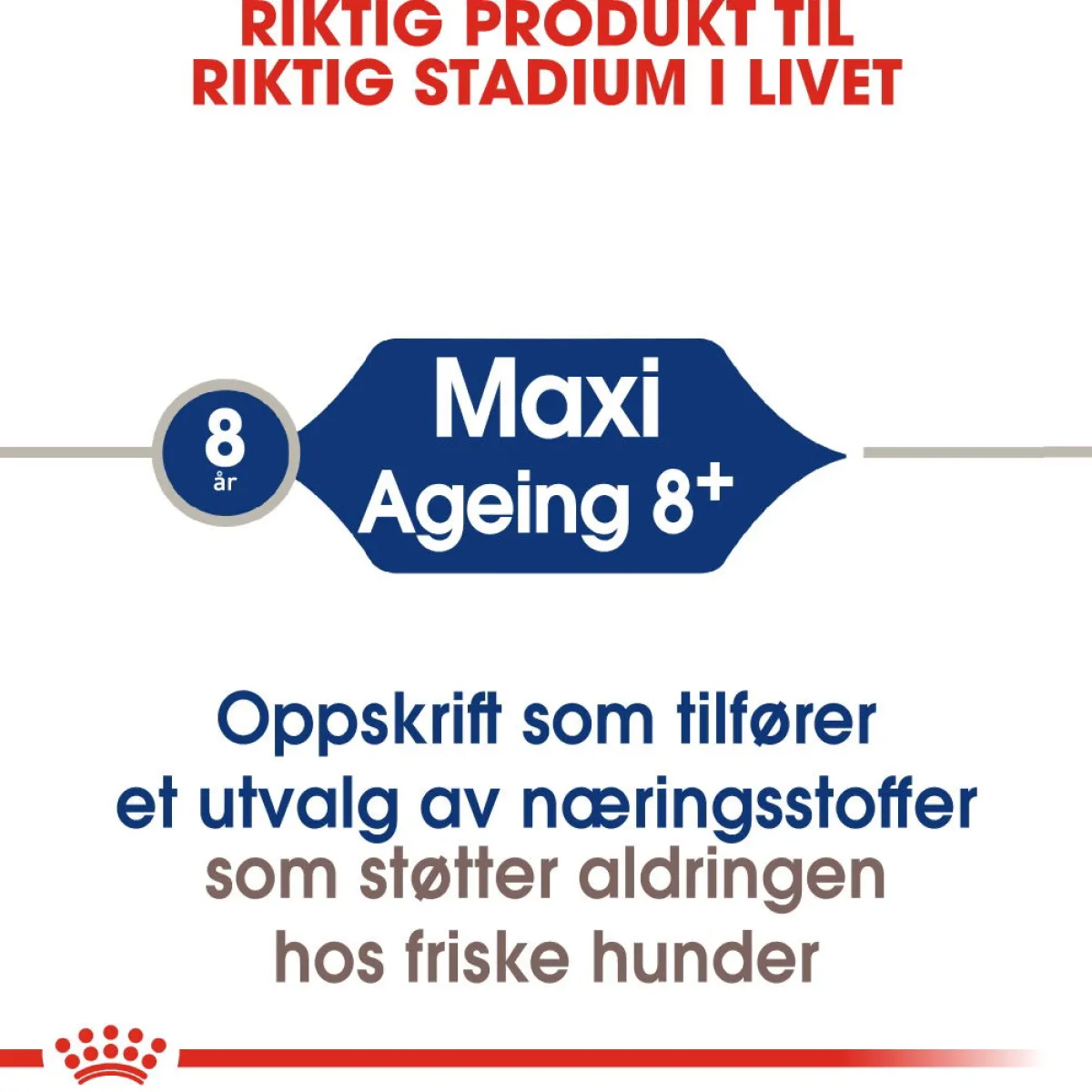 Royal Canin Koiran Kuivaruoka*Maxi Ageing 8+ 2 x 15kg