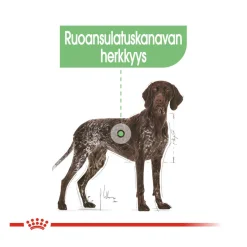 Royal Canin Koiran Kuivaruoka*Maxi Digestive Care