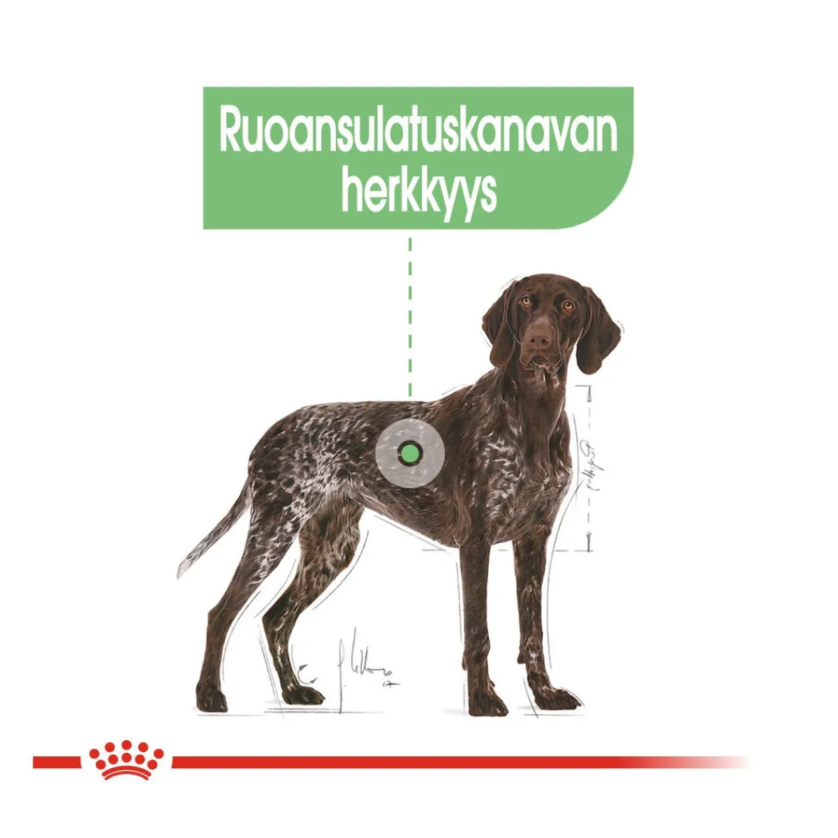 Royal Canin Koiran Kuivaruoka*Maxi Digestive Care