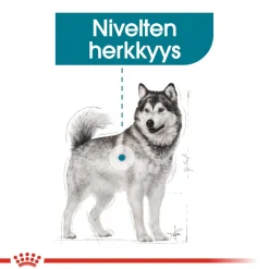 Royal Canin Koiran Kuivaruoka*Maxi Joint Care