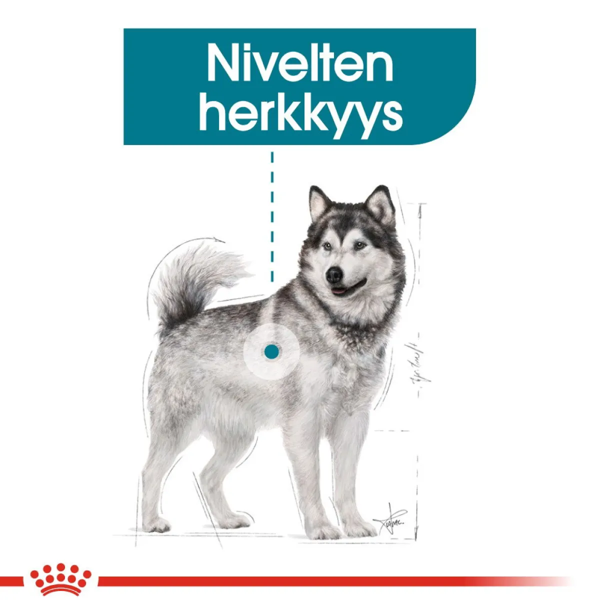 Royal Canin Koiran Kuivaruoka*Maxi Joint Care