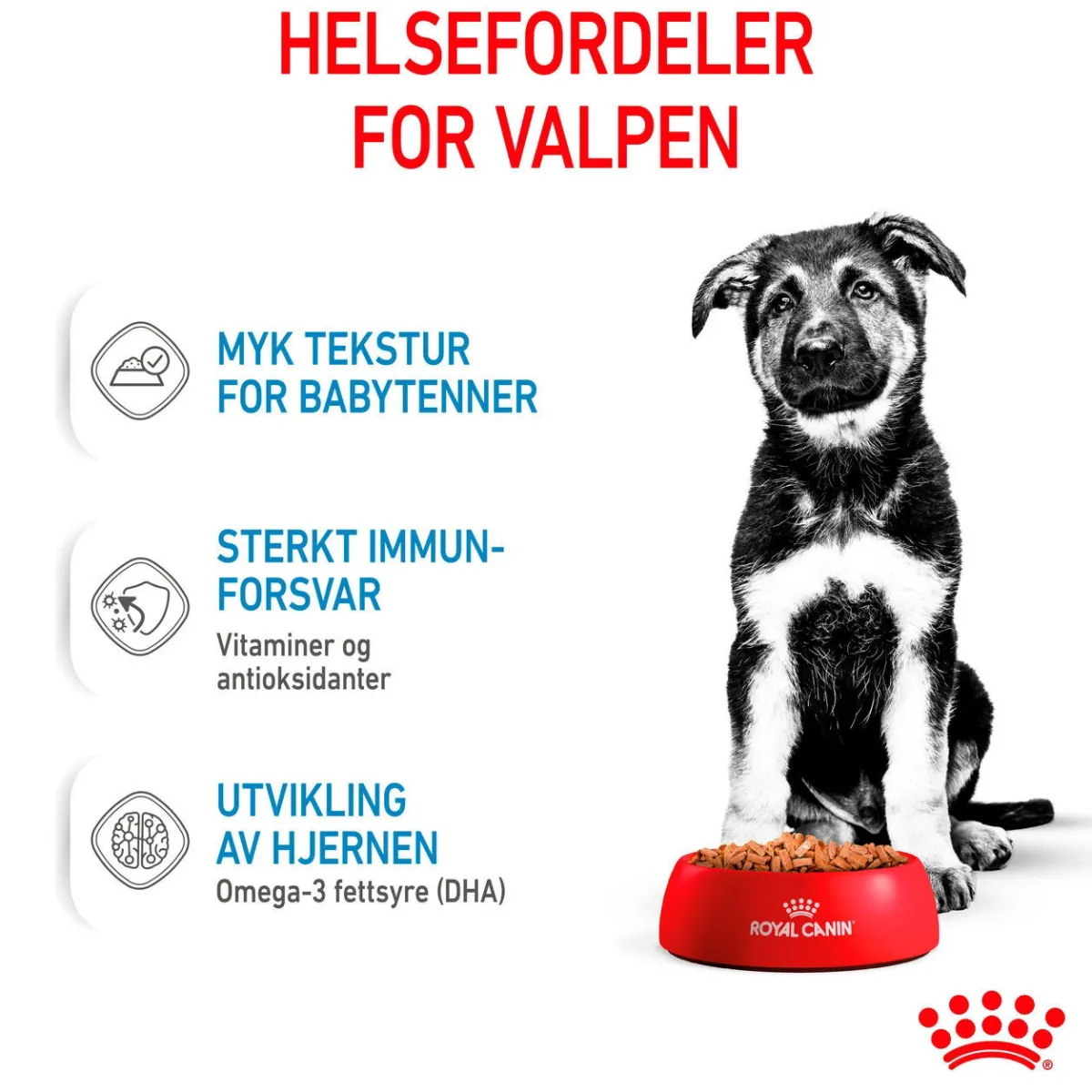 Royal Canin Penturuoka|Penturuoka*Maxi Puppy 40x140 g