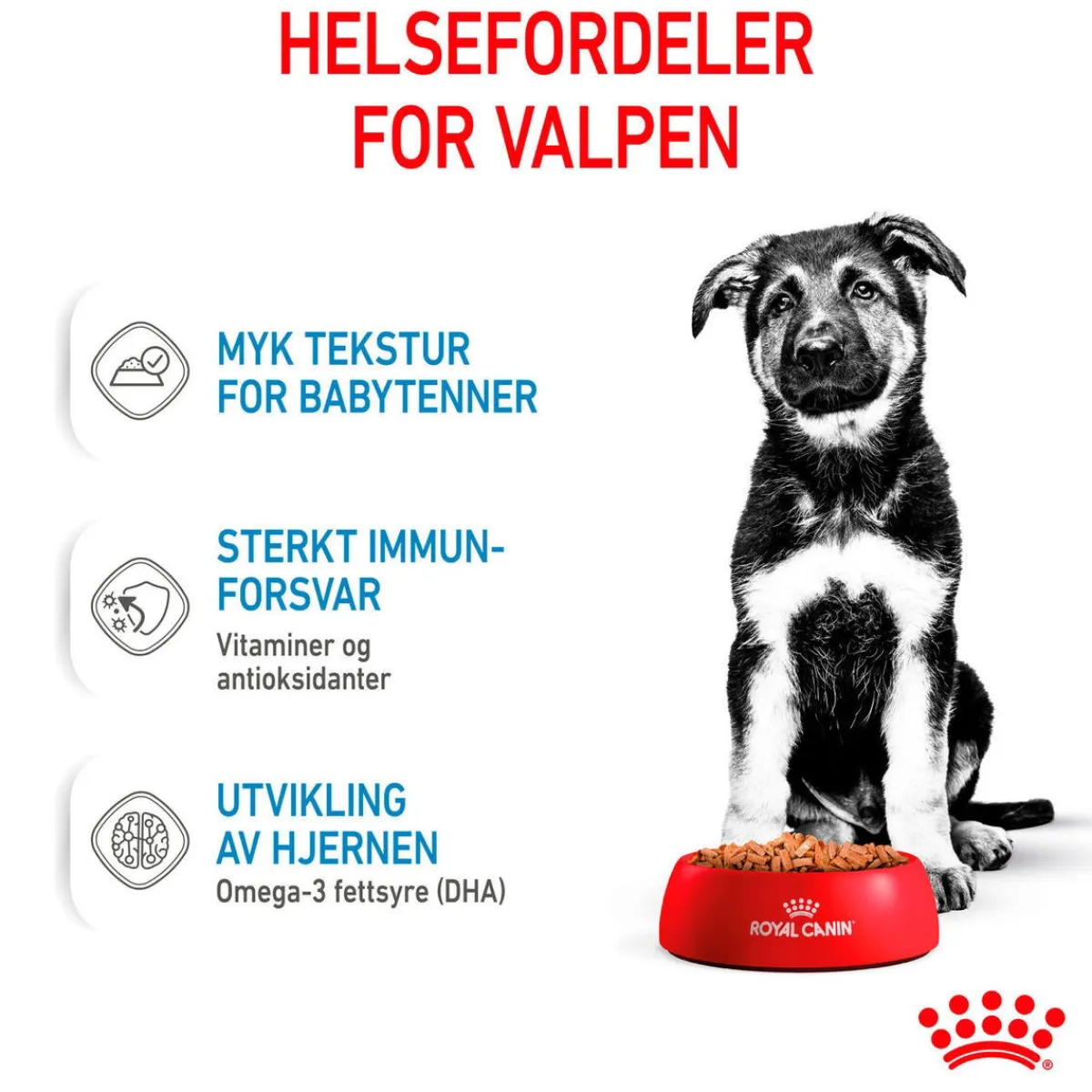Royal Canin Penturuoka|Penturuoka*Maxi Puppy 40x140 g