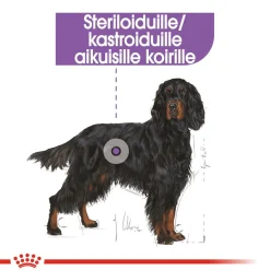 Royal Canin Koiranruoat Erityistapeisiin|Koiran Kuivaruoka*Maxi Sterilised, 12 kg