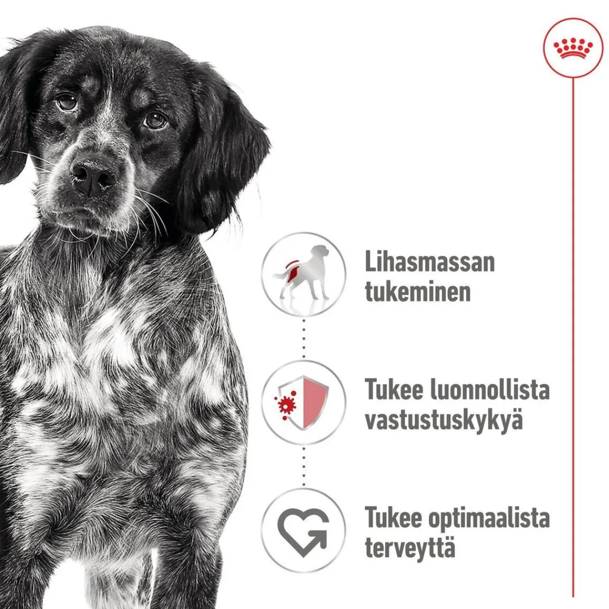 Royal Canin Koiran Märkäruoka Ja Makkarat*Medium Adult loaf 410 g