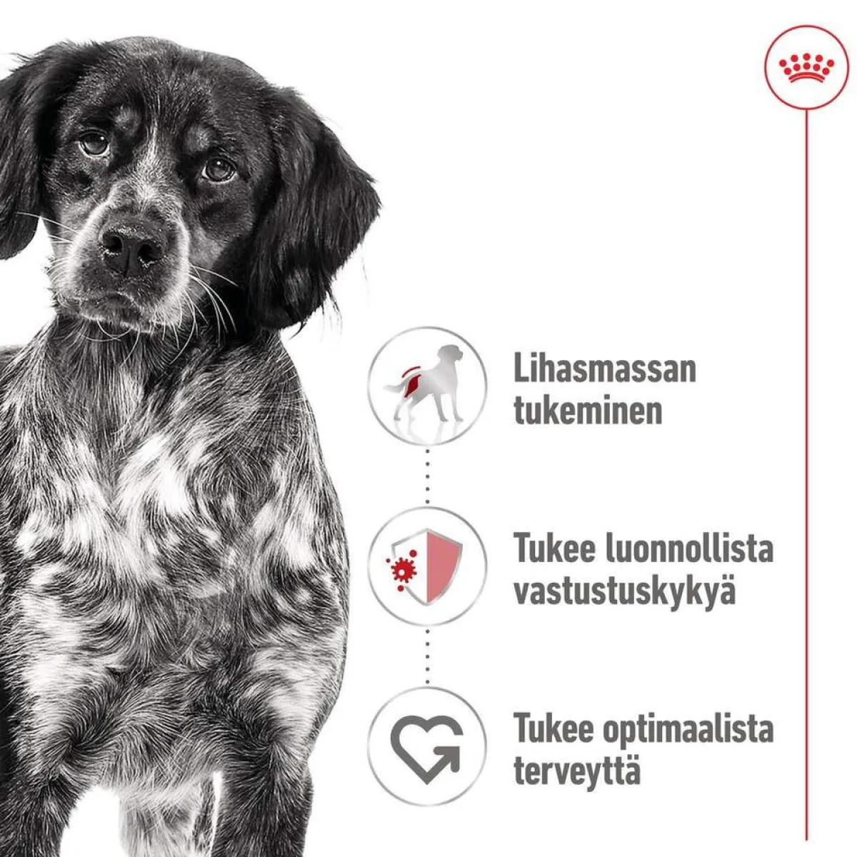 Royal Canin Koiran Märkäruoka Ja Makkarat*Medium Adult 40 x 140 g