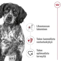 Royal Canin Koiran Kuivaruoka*Medium Adult 2 x 15 kg
