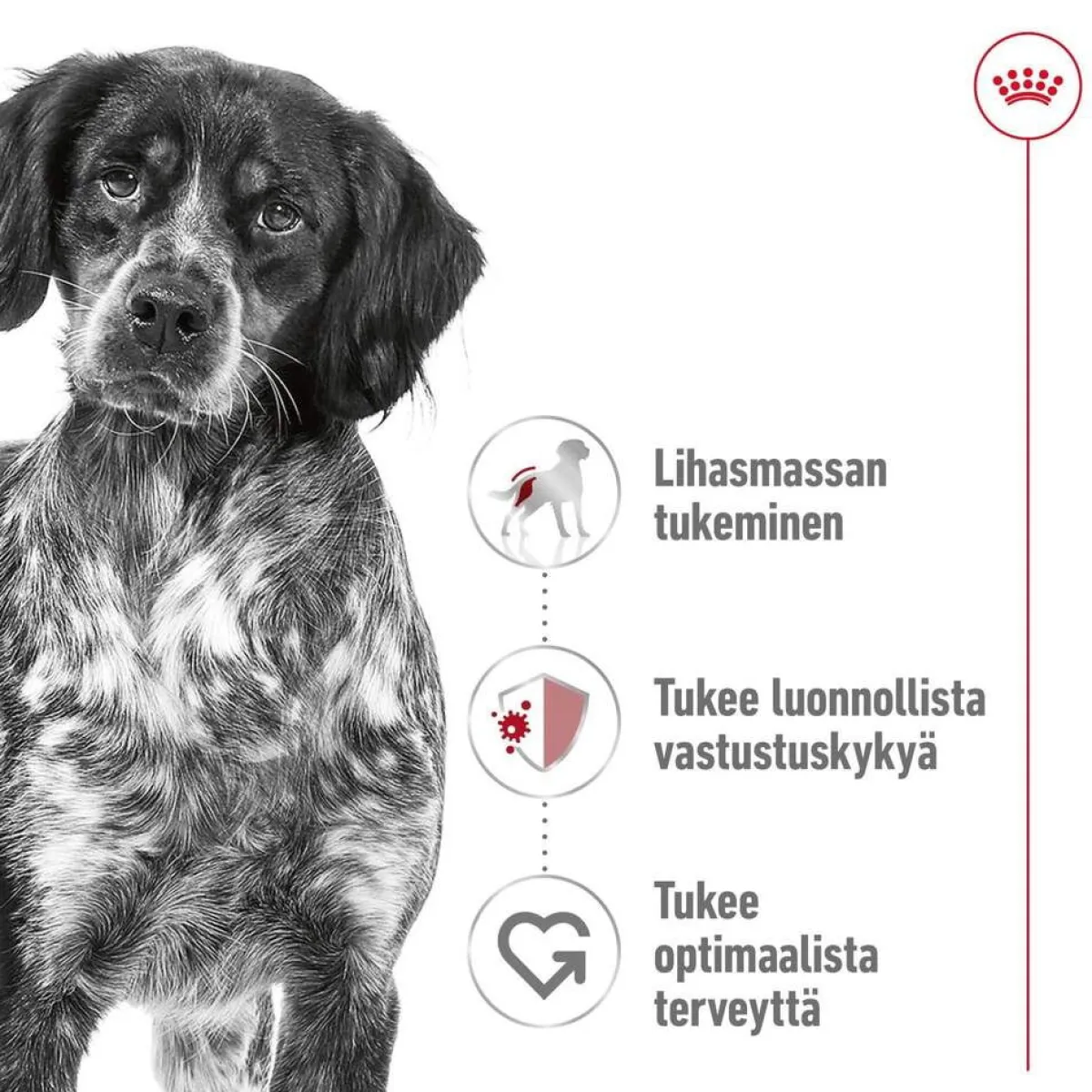 Royal Canin Koiran Kuivaruoka*Medium Adult 2 x 15 kg