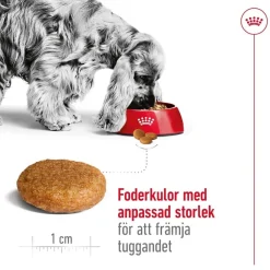 Royal Canin Koiran Kuivaruoka*Medium Adult 2 x 15 kg