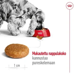 Royal Canin Koiran Kuivaruoka*Medium Adult 2 x 15 kg