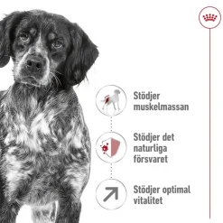 Royal Canin Koiran Kuivaruoka*Medium Adult 7+ 2 x 15kg