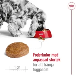 Royal Canin Koiran Kuivaruoka*Medium Adult 7+ 2 x 15kg