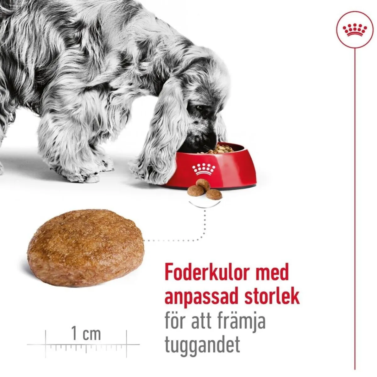 Royal Canin Koiran Kuivaruoka*Medium Adult 7+ 2 x 15kg