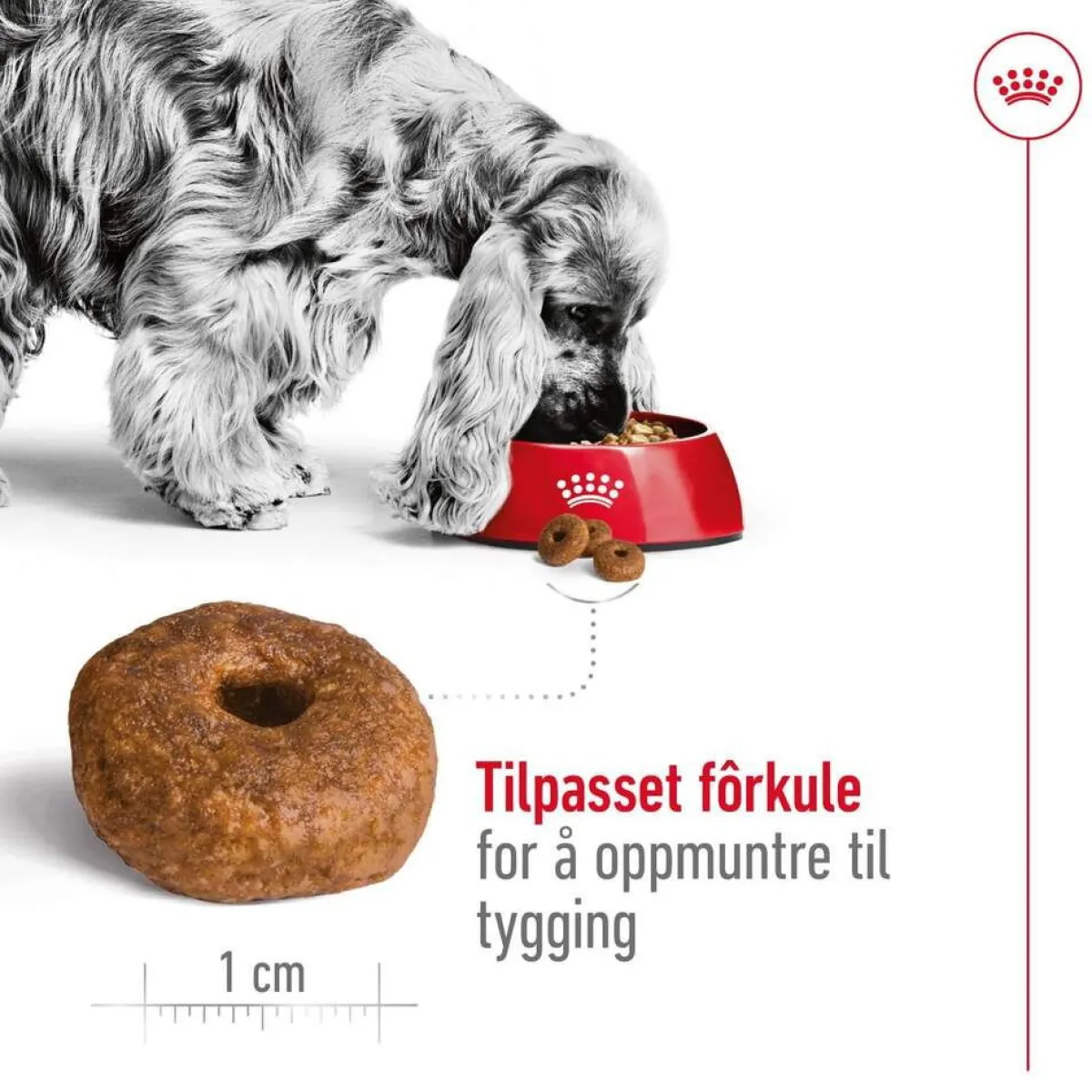 Royal Canin Koiran Kuivaruoka*Medium Ageing 10+ 2 x 15kg