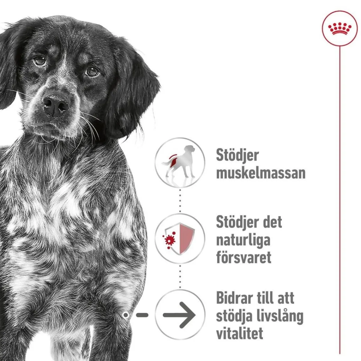 Royal Canin Koiran Kuivaruoka*Medium Ageing 10+ 2 x 15kg