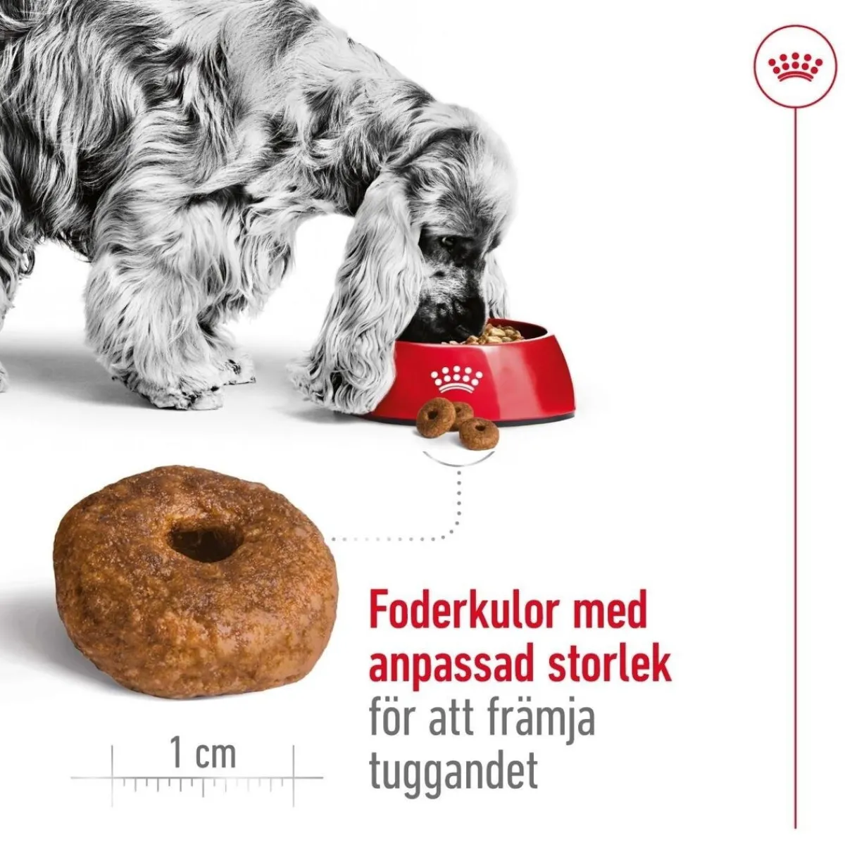 Royal Canin Koiran Kuivaruoka*Medium Ageing 10+ 2 x 15kg