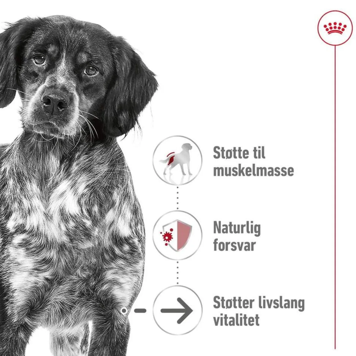 Royal Canin Koiran Kuivaruoka*Medium Ageing 10+ 2 x 15kg