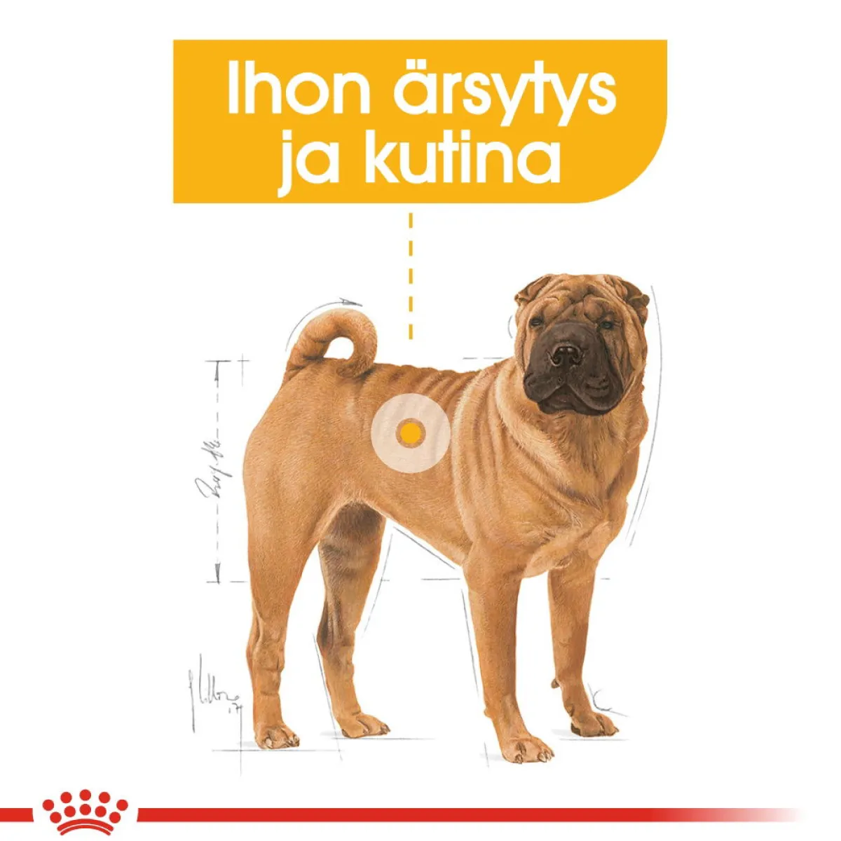 Royal Canin Koiranruoat Erityistapeisiin|Koiran Kuivaruoka*Medium Dermacomfort