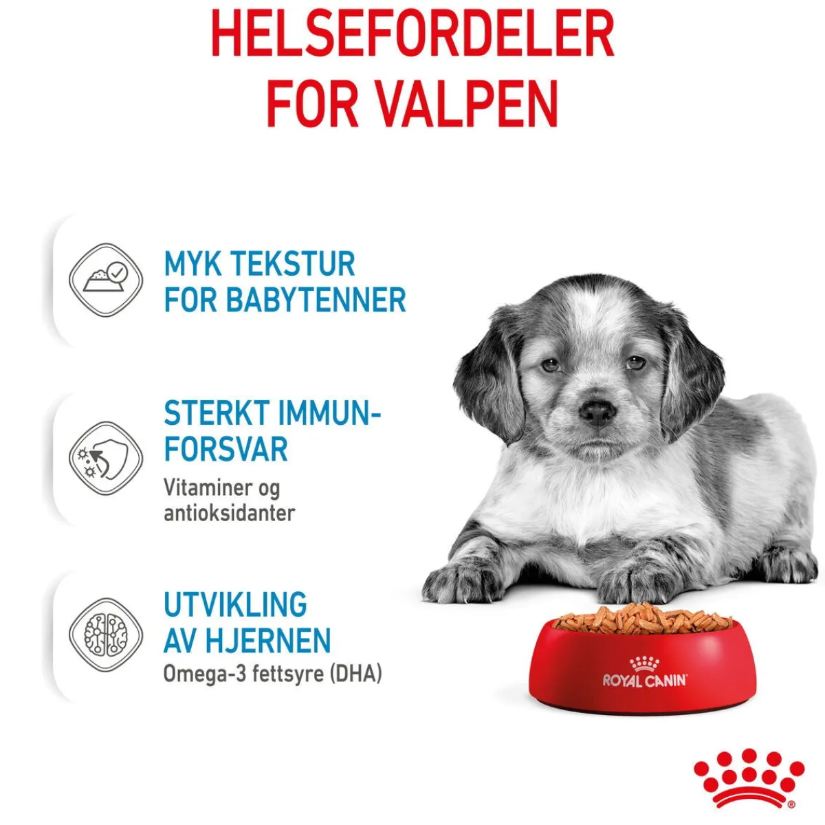 Royal Canin Penturuoka|Penturuoka*Medium Puppy 40x140 g