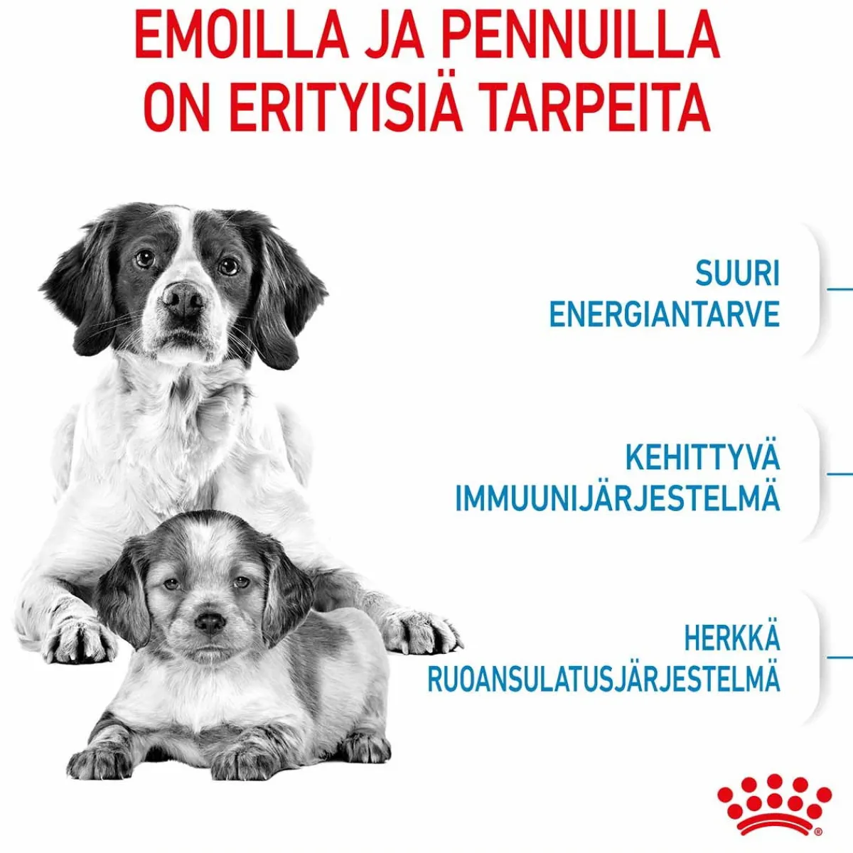 Royal Canin Penturuoka|Koiran Kuivaruoka*Medium Starter