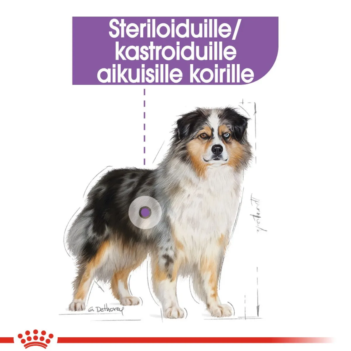 Royal Canin Koiranruoat Erityistapeisiin|Koiran Kuivaruoka*Medium Sterilised