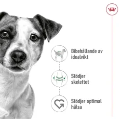 Royal Canin Koiran Kuivaruoka*Mini Adult 2 x 8 kg