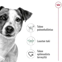 Royal Canin Koiran Kuivaruoka*Mini Adult 2 x 8 kg