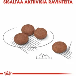 Royal Canin Koiran Kuivaruoka*Mini Digestive Care