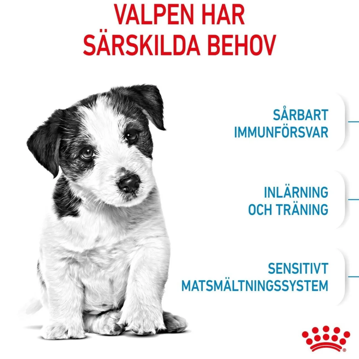 Royal Canin Koiran Kuivaruoka*Mini Puppy 2 x 8kg