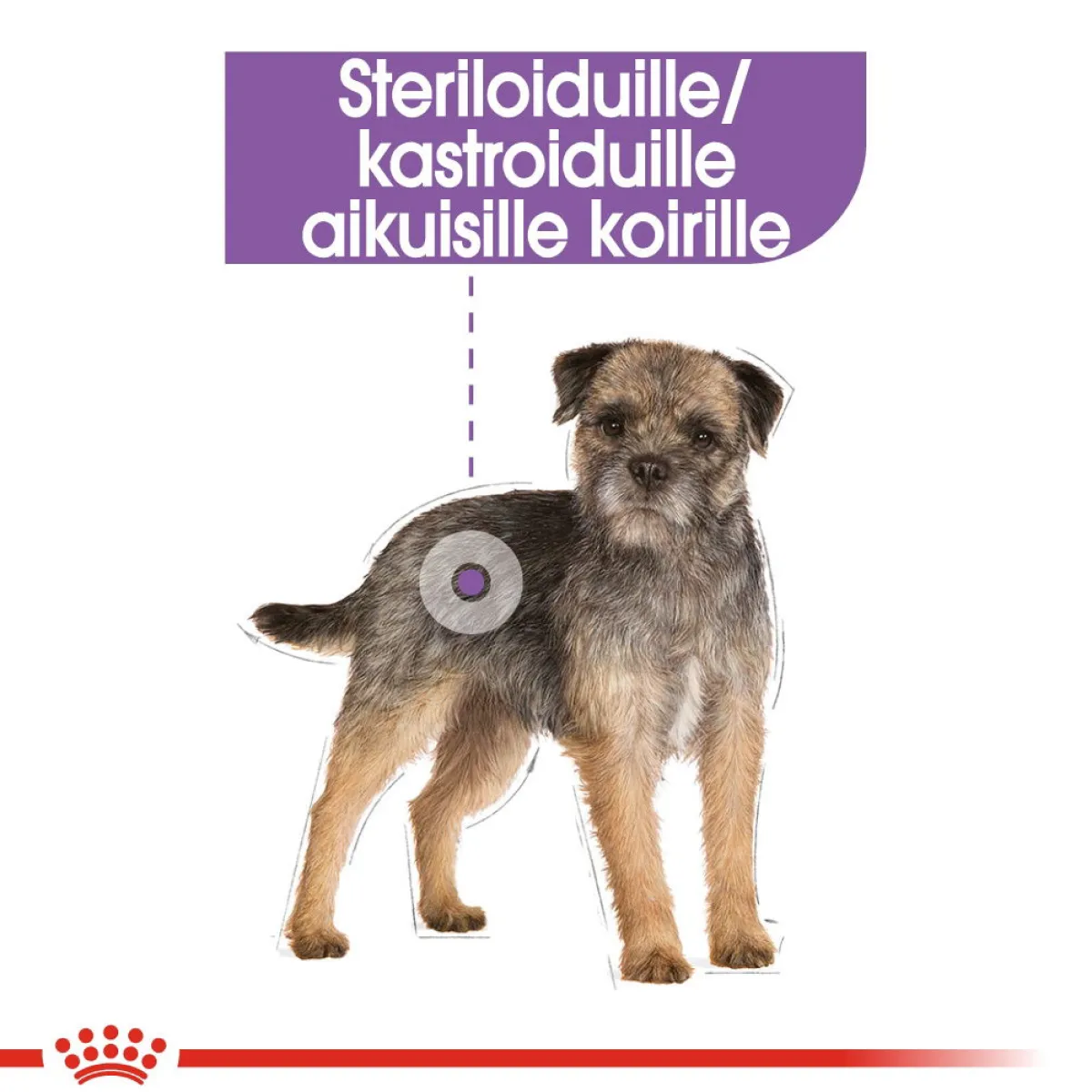 Royal Canin Koiranruoat Erityistapeisiin|Koiran Kuivaruoka*Mini Sterilised