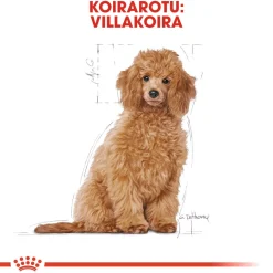 Royal Canin Penturuoka|Koiran Kuivaruoka*Poodle Puppy 3 kg