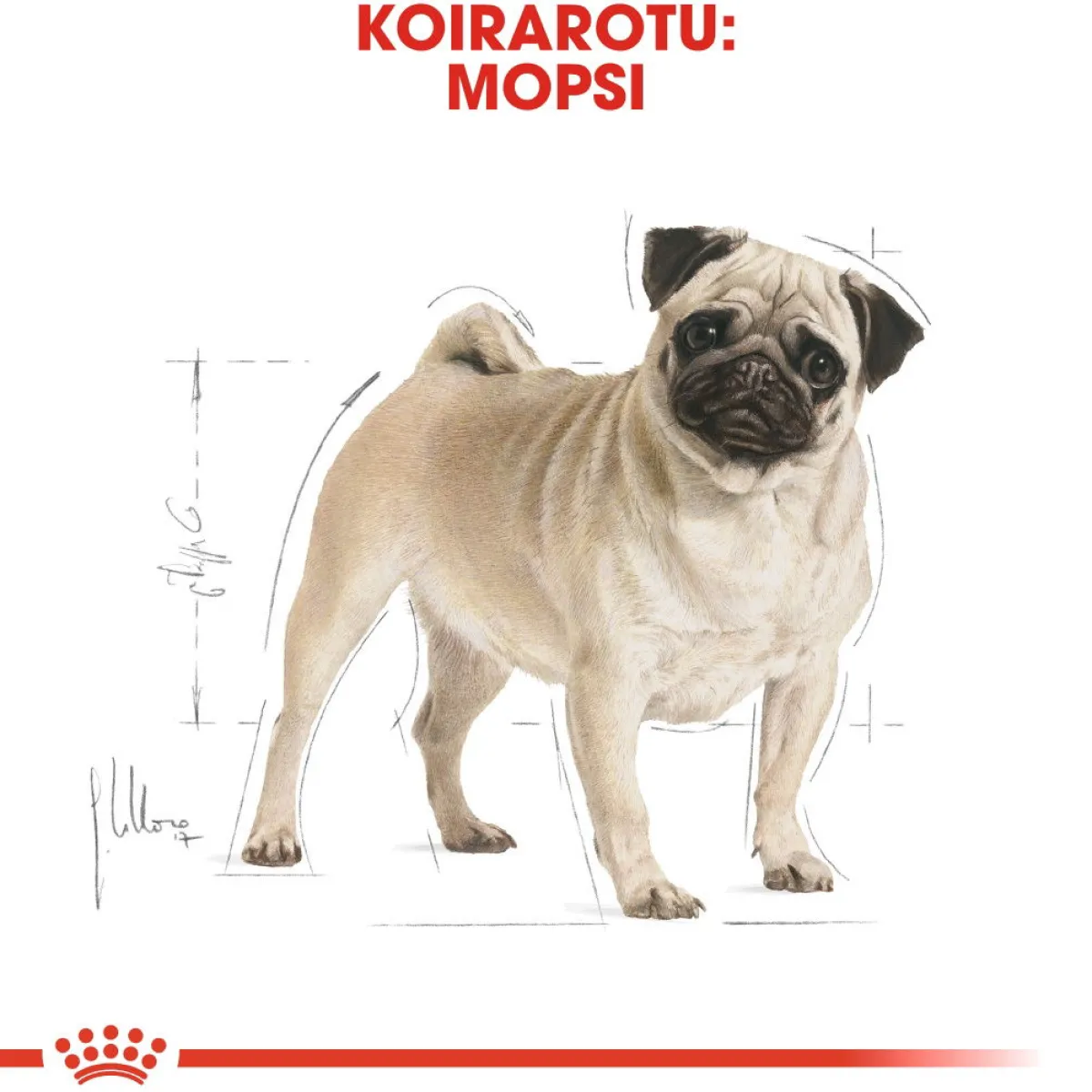 Royal Canin Koiran Kuivaruoka|Tarjoukset Koirille*Pug Adult