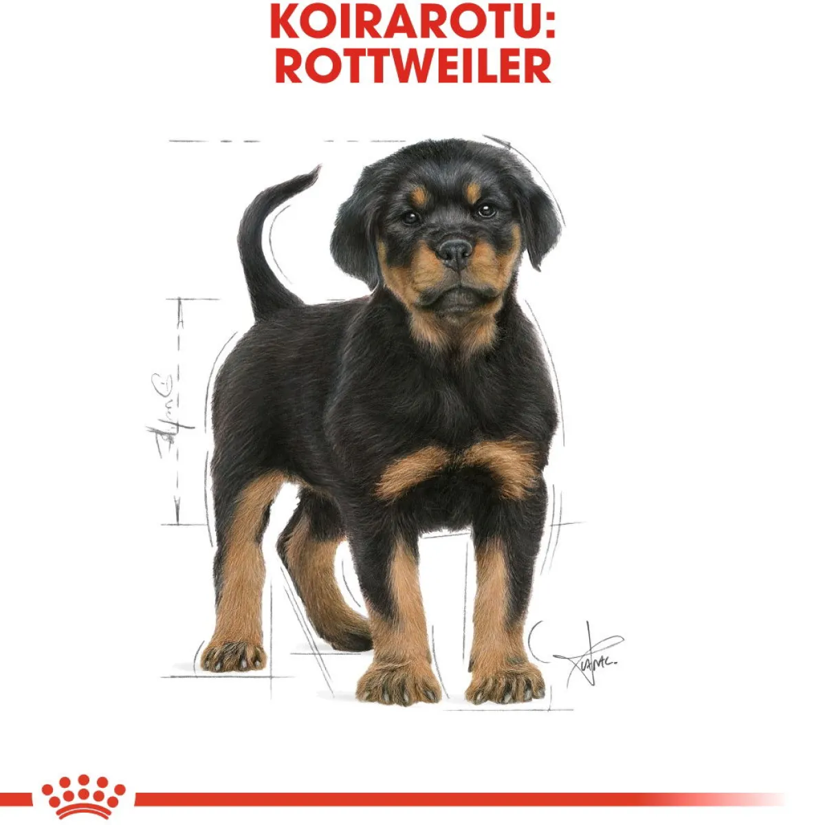 Royal Canin Penturuoka|Koiran Kuivaruoka*Rottweiler Puppy 12 kg
