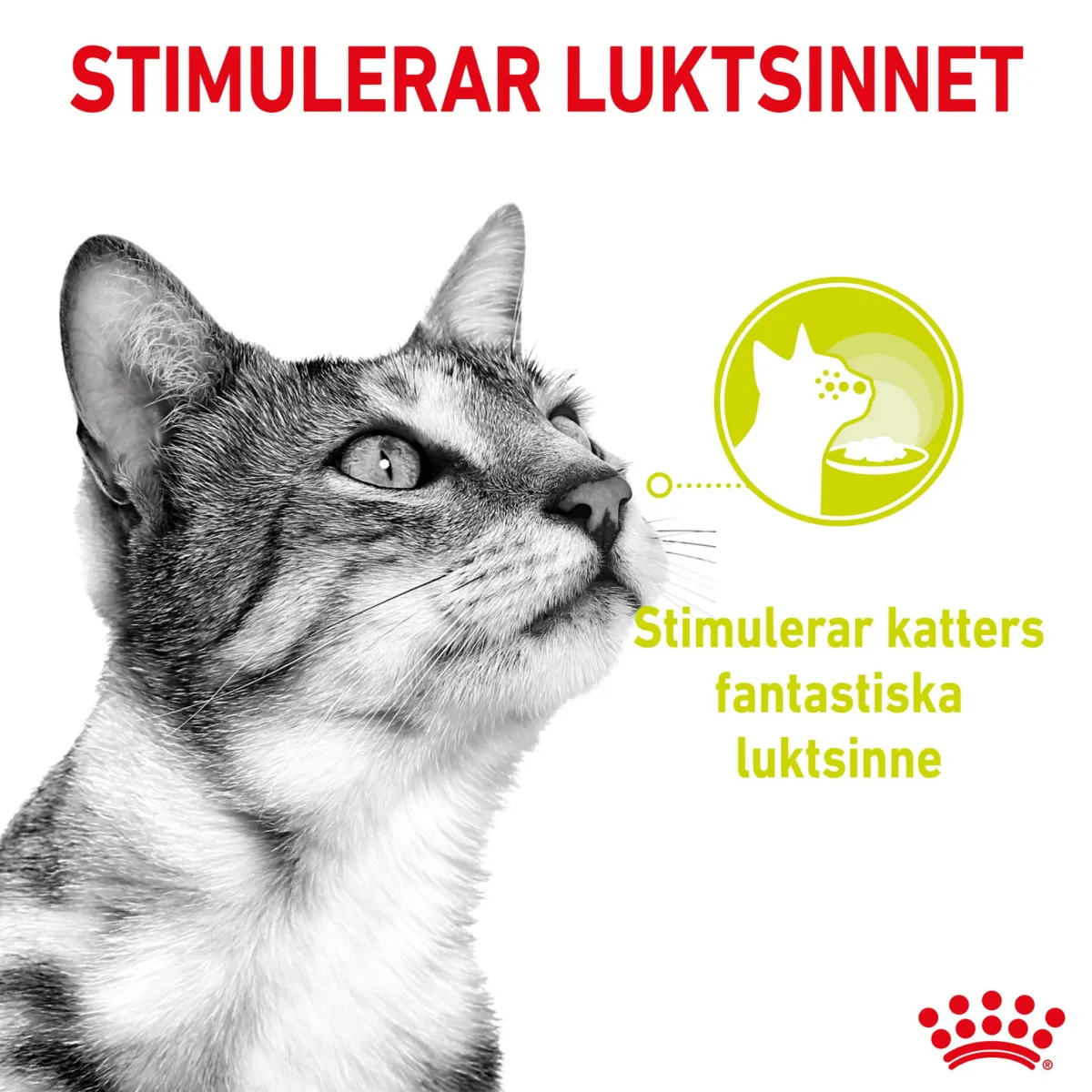 Royal Canin Kissan Märkäruoka*Sensory Mixed box Gravy 85g, 48-pack
