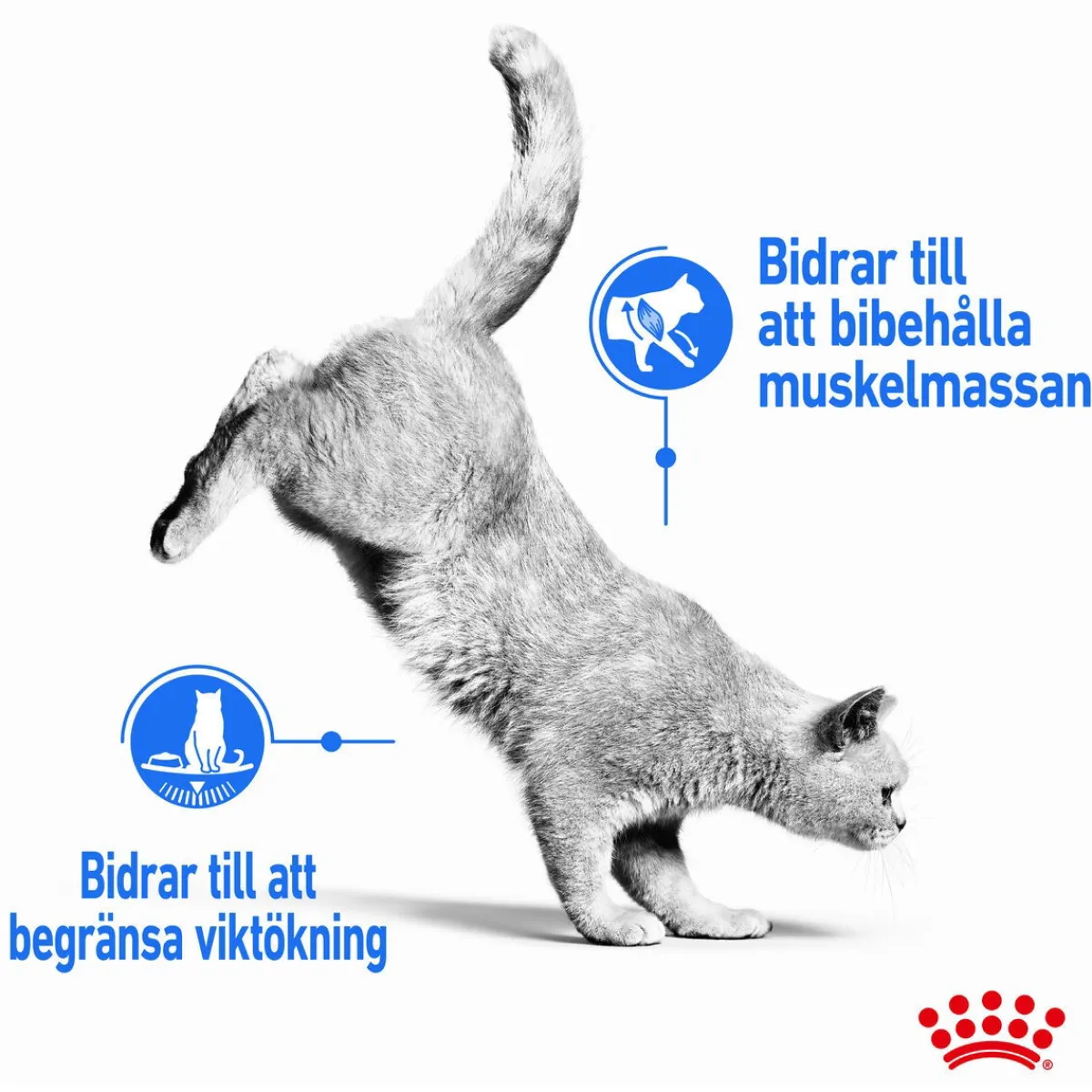 Royal Canin Kissan Märkäruoka*Ultra Light Gravy 85g, 48-pack