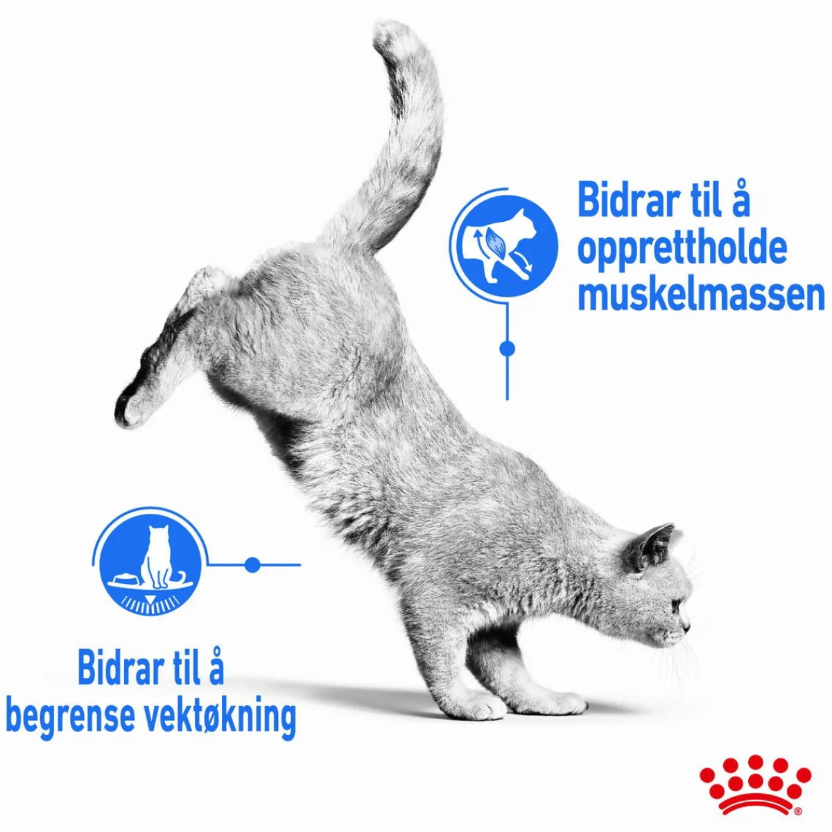 Royal Canin Kissan Märkäruoka*Ultra Light Jelly 85g, 48-pack