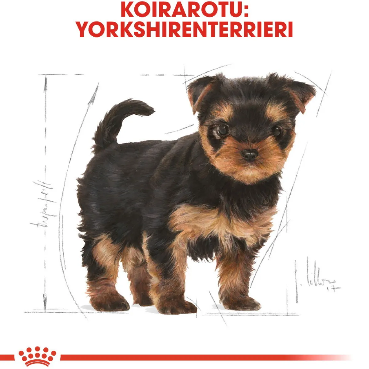 Royal Canin Penturuoka|Koiran Kuivaruoka*Yorkshire Terrier Puppy 1,5 kg