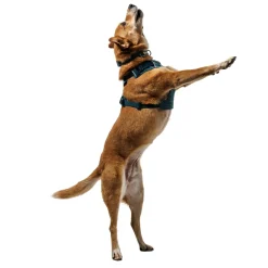 RuffWear Koiran Valjaat*Front Range Flex koiranvaljaat, Deep Teal