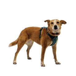 RuffWear Koiran Valjaat*Front Range Flex koiranvaljaat, Deep Teal