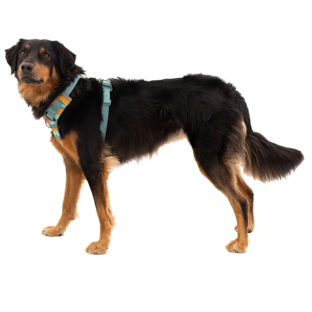 RuffWear Koiran Valjaat*Front Range koiranvaljaat, Spring Mountains