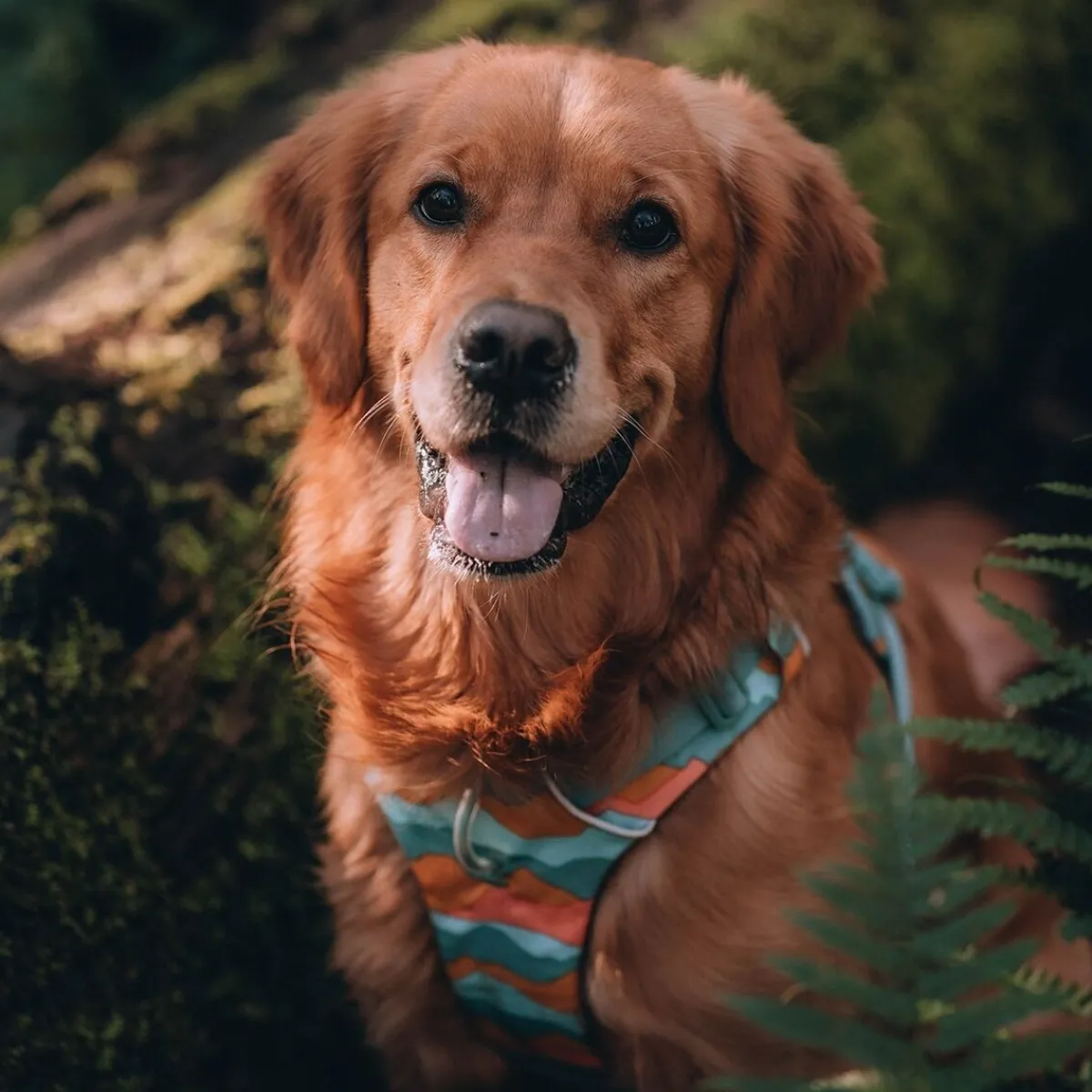 RuffWear Koiran Valjaat*Front Range koiranvaljaat, Spring Mountains