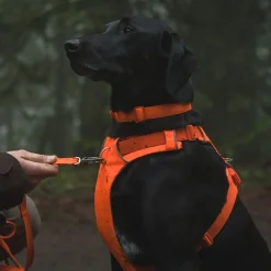 RuffWear Koiran Valjaat*Front Range valjaat, Blaze Orange